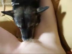 At her hirsute love tunnel, a nude honey reclines as her dog lapped at her.